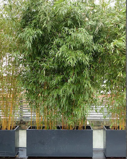 Bamboo