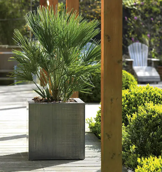 Chamaerops Humilis in Lead Look planter