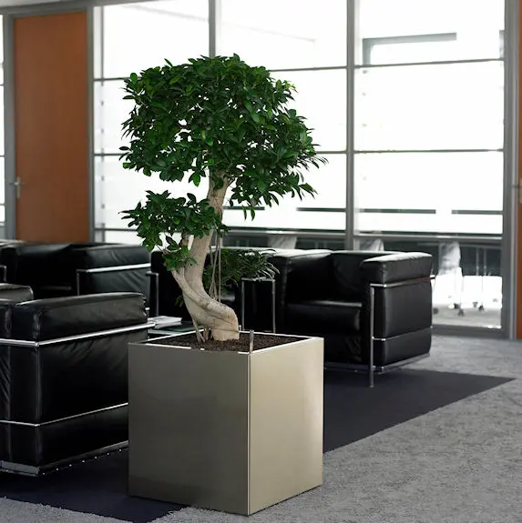 Ficsu Microcarpa Compacta in Stainless Steel planter