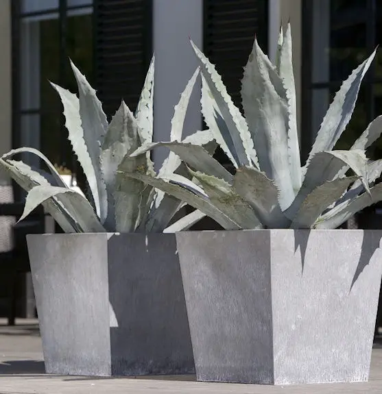 insitu lead with agave