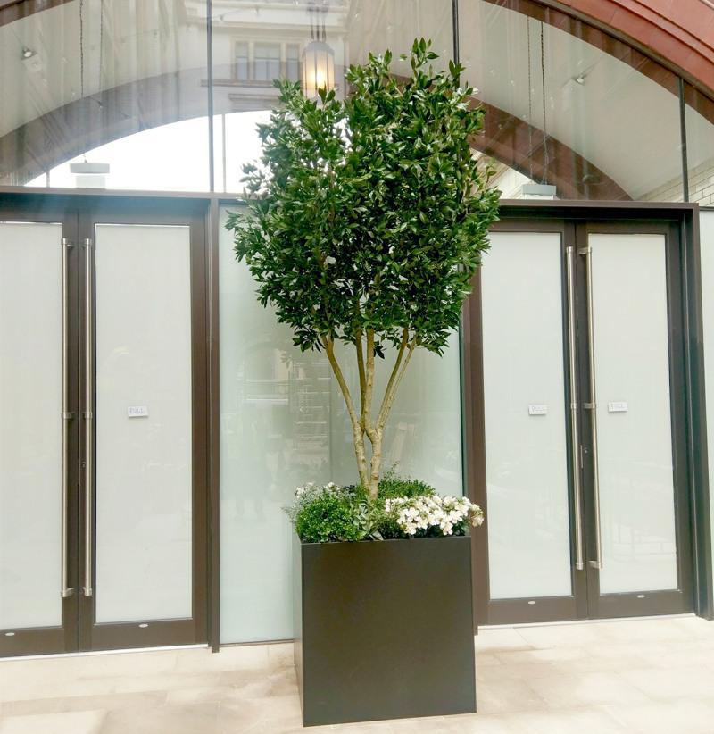 3 metre fake Bay tree in 900mm black metal cube with replica underplanting