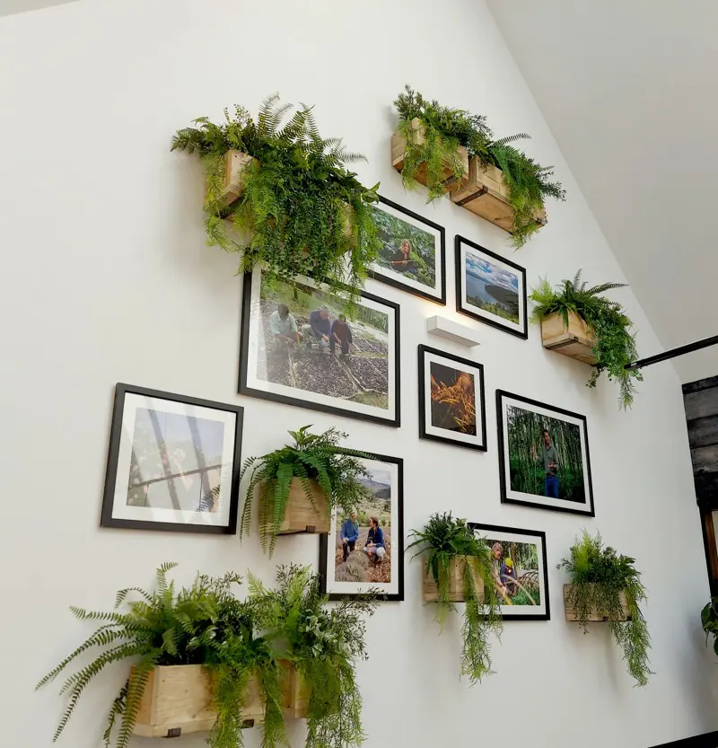 Artificial ferns in small wooden troughs on wall