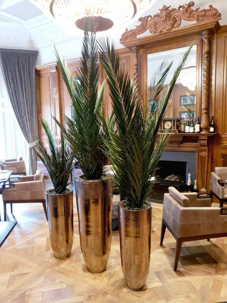 Artificial preserved phoenix palms in pots