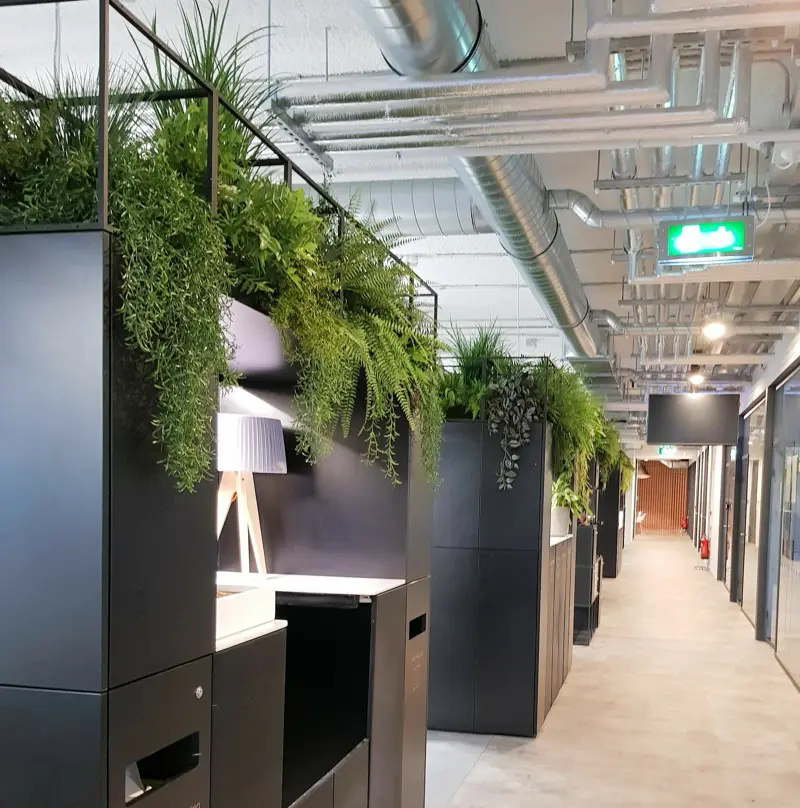 Office high level planting with ferns and vines