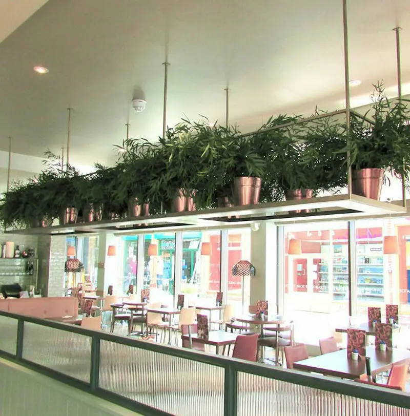 Pots of Preserved Nicoly foliage for restaurant