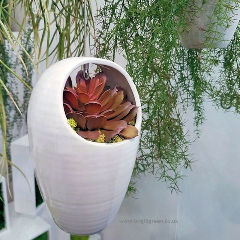 Succulent in Hanging Pot