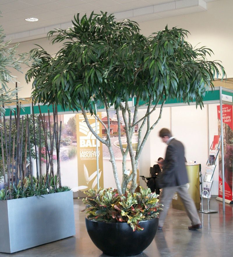 Wide canopy artificial Longifolia tree on multi stems