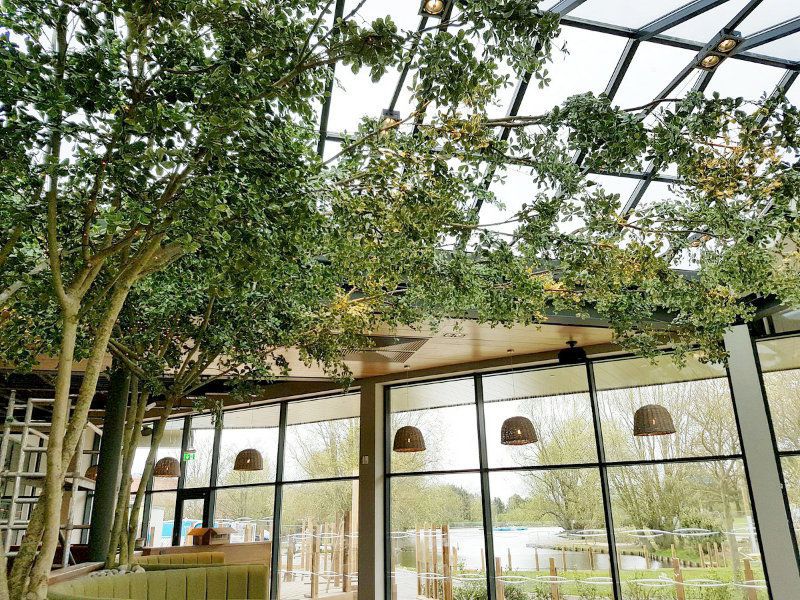 Artificial black olive tree extended branches across restaurant ceiling