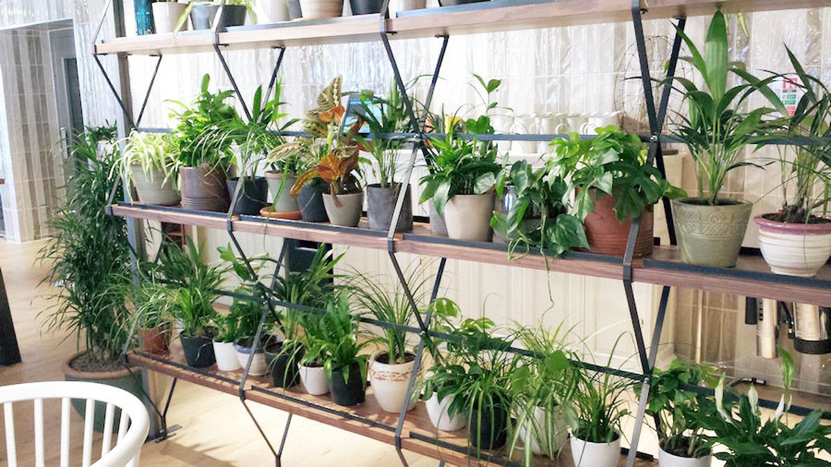Header Live Plants in Pots Shelf Sized