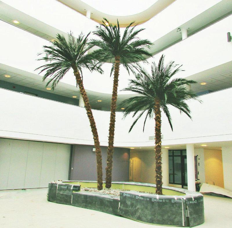 Preserved 10 metre Phoenix palms