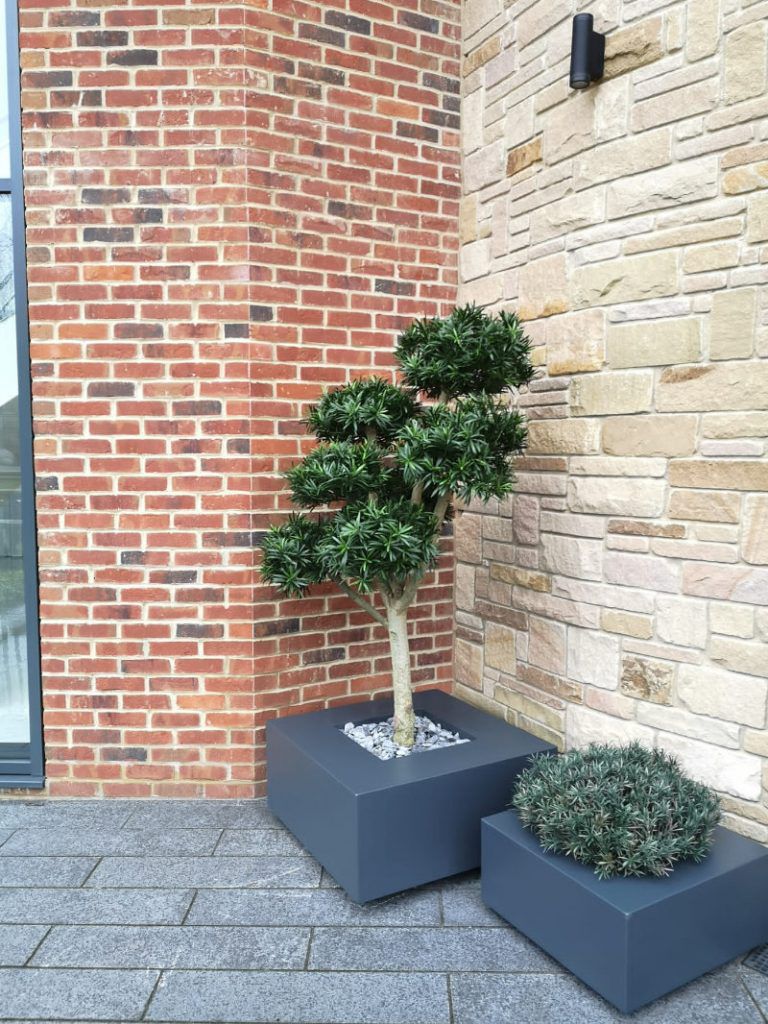 Artificial UV Podocarpus Cloud Tree 7 heads on hawthorne trunk and Mound Exterior