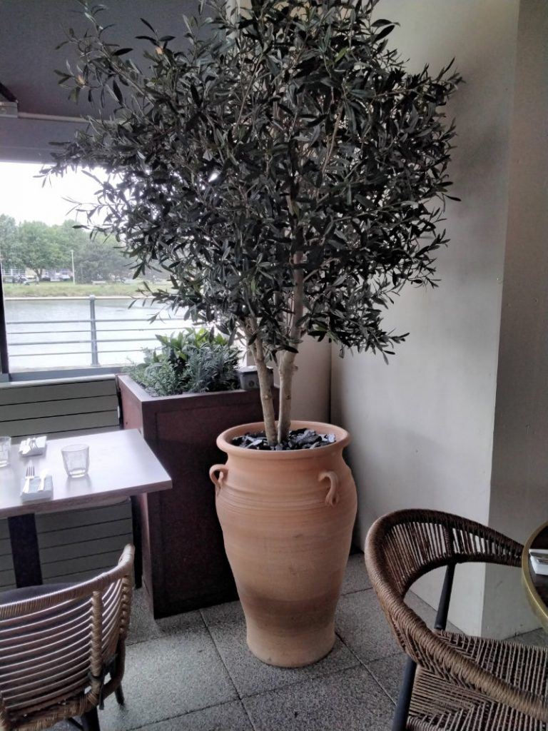 Artificial small Olive Tree in Terracotta Planter Aqua Restaurant