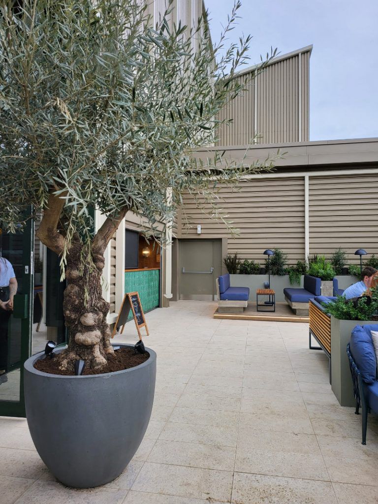 Live olive tree on terrace Castle Quays