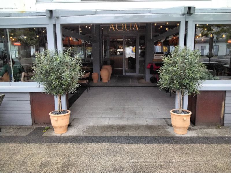 Two Artificial Olive Trees Entrance Aqua Restaurant