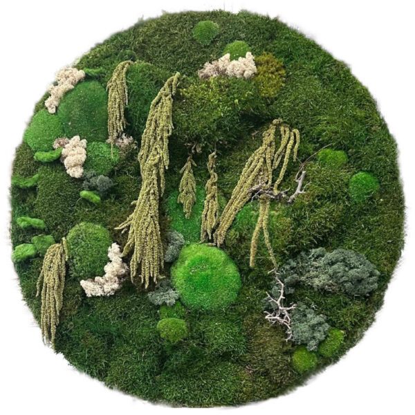 circular moss art piece 850mm diameter 2 second version