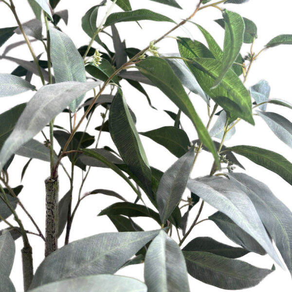 fs eucalyptus globulus close
