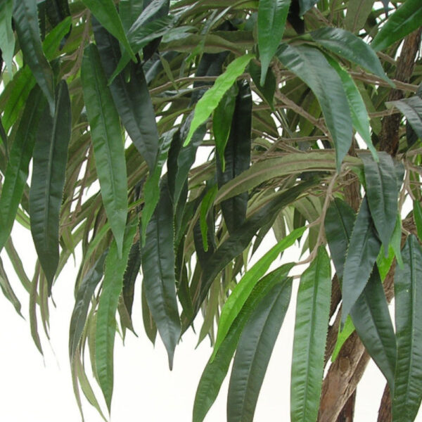 tree longifolia close up