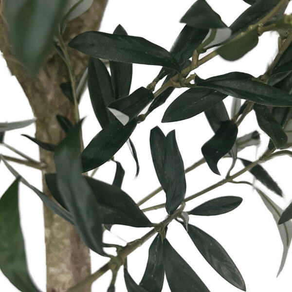 tree olive close up