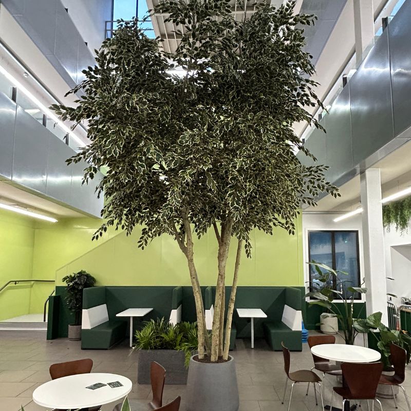 Large Artificial Variegated Ficus Tree 5 metres Waldron Health Centre
